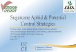 Sugarcane Aphid & Potential Control Strategiessymposium/2019... · Presentation Outline • Sugarcane aphid of sorghum as a pest in the US • Identifying and scouting for Sugarcane