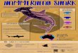 hamm rhead shark - Australian Marine Conservation Society€¦ · hammerhead shark ‘Hammer’shapedhead helpszoneinonpreyby detectingthedirectionofa scent,andenablingittosee preybothaboveandbelow
