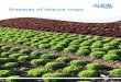Diseases of lettuce crops - Microsoft · 2019-01-16 · In outdoor lettuce the disease is most important in early autumn but it also attacks overwintering lettuce. In protected lettuce