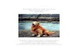 The Golden Retriever Club of America National Health ... · 1998 Golden Retriever Club of America National Health Survey 6 I. Introduction The number of dog breeds recognized by the