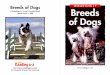 Breeds of Dogs LEVELED BOOK • P Breeds P/raz_lp36... · Breeds of Dogs • Level P 9 10 The.Labrador.retriever,.or.Lab,.is.a. popular.sporting.dog.that.is.also.a.good. family.dog..It.was.first.bred.to.retrieve,
