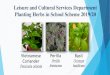 Leisure and Cultural Services Department Planting Herbs in ... · Ocimum basilicum Common Name: Basil, Thai Basil, Asian Basil or Sweet Basil Genus : Ocimum Family : Lamiaceae Place