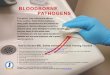 BLOODBORNE PATHOGENS - Excess€¦ · 4. Click the course you would like to complete. 5. Click ‘Enroll’. 6. Click the ‘My Training’ tab on the top blue tool bar. 7. Click