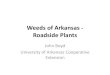 Weeds of Arkansas - Roadside Plants€¦ · Weeds of Arkansas - Roadside Plants John Boyd University of Arkansas Cooperative Extension . ... Silver Bluestem, Bothriochloa laguroides