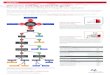 Genome editing selection guide - Thermo Fisher …...Genome editing selection guide Find the right genome editing technology for your application With so many genomic tools and technologies