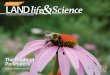 The Plight of Pollinators - University of Tennessee system · 3 Features 10 The plight of pollinators 12 Disease risks posed by shifting tick populations 14 Giving voice to wildlife