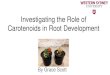 Investigating the Role of Carotenoids in Root Development · Investigating the Role of Carotenoids in Root Development By Grace Scott . Why I am excited about this project... •