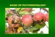 BASIC OF PHYTOPATHOLOGYisb-up.cz/wp-content/uploads/Phytopathology_1.pdfForestry phytopathology * Diseases of wild plants Bremia lactucae on Lactuca serriola Phytophthora infestans