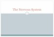 The Nervous System - Mr D'Antoni's Wonderful World of Sciencemrdantoni.weebly.com/uploads/5/7/6/7/5767448/the_nervous_syste… · The Nervous System It transmits this information