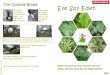 Eye Spy 2014 - Eden Project Spy... Eye Spy EdeEye Spy Eden nnn When you are on your journey around Eden,
