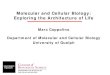 Molecular and Cellular Biology: Exploring the Architecture ... · Molecular and Cellular Biology. Neuroscience of aging. and disease. In MCB, researchers strive to understand how