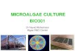 MICROALGAE CULTURE BIO301 - Murdoch Haematococcus Astaxanthin < 200 Spirulina Biomass 12 - 18 Aquaculture