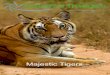 Majestic Tigers - Natures Images€¦ · lots of different wildlife species like spotted deer, majestic samba, and wild boar and of course the ever playful langur monkey but our main