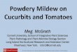 Powdery Mildew on Cucurbits and Tomatoes · 2019. 1. 24. · Organic Biofungicide Program - Powdery Mildew Powdery mildew severity and Percent control Upper leaf surface Lower leaf