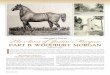 PART II: WOODBURY MORGAN€¦ · style and action made Woodbury much in demand as a mount for parades, musters, and military officers. DAM OF WOODBURY MORGAN Little is known of the