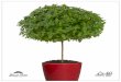 A perfect herb for any home - Hishtil · With its bonsai-like stature, Tree Basil is a perfect urban herb to grow in the home for continual culinary harvesting. The sturdy tree-like