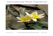 International Rock Gardener - srgc.org.uk€¦ · flowering is hardly more than 4cms high. Flowers, one or two per stem, are white with a yellow centre and a reverse of smudgy grey-green