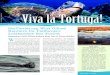 Viva la Tortuga!seaturtles.org/wp-content/uploads/2013/08/2013-issue1.pdfViva La Tortuga, TODD STEINER Letter from the Director the protection for at least another year while the fisheries