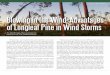 Blowing in the Wind: Advantages of Longleaf Pine in Wind ... · are better adapted to hurricanes and other wind-related distur - bance events. Hurricanes and tornadoes result in different