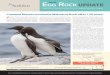 Newsletter of National Audubon Society’s Seabird ... · reared over such long periods are usually underweight, with lower survival rates than chicks that fledge in shorter periods