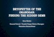 Bryophytes of the Okanogan: finding the hidden Gems · 21.03.2018  · FINDING THE HIDDEN GEMS •A diversity of habitats makes the Okanogan a great place to discover bryophytes