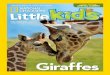 Giraffes - 4My Kidz€¦ · Female giraffes sometimes travel in small herds of moms and babies. The moms take turns watching for hungry lions. Agiraffe protectsitself bykickingwith