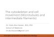 Lecture 7: the cytoskeleton and cell movement …...Microtubules-motor proteins such as kinesin and dynein move along microtubules in opposite directions kinesins move toward the plus