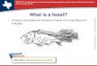 What is a fossil? · How do fossils form? • Fossils often form when a living thing dies and is buried by sediment. The sediment slowly hardens into sedimentary rock. This type of