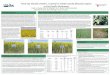 Feral rye ( SecalecerealeL. ) control in winter canola ... · Our results are similar to the results found in Oklahoma (Bushong et al., 2011) in that quizalofop and glyphosate controlled