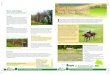 Protection IBoard has produced a series of advice notes ... · Fencing Historically fencing styles evolved to take advantage of local materials. In the Chilterns the traditional field
