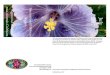 internationalhibiscussociety.org · a-vars s Society July This document contains the records of all Hibiscus rosa 2017 –sinensis that have met the naming requirements as outlined