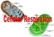 Overview of Cellular Respiration - MRS. KNIGHT'S CLASSROOM …knightsciencekhs.weebly.com/uploads/2/9/3/7/29371375/cellular_respiration.pdf · •Cellular respiration only way to