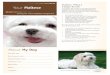Maltese: What a Unique Breed! - AskMyVet.net · Maltese live longer, stay healthy, and be happier during her lifetime. We cannot overemphasize the importance of a proper diet and