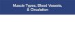 Muscle Types, Blood Vessels, & Circulationt1lara.weebly.com/uploads/1/6/3/2/1632178/mucletypesvesselsbld.pdf · Circulation, Pg. 205: Vessels Overview, Pg. 201: Artery Overview Lab: