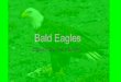 Bald Eagles · Interesting Facts 1. Eagles catch fish with their talons and use the talons to tear it apart. 2. The male weighs less than the female. 3. The Bald Eagle is a symbol