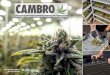Food-Grade Supplies to Preserve Cannabis Quality and Safety · Now, cannabis producers can experience the Cambro difference for themselves. From grow operations to extraction facilities,
