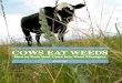 COWS EAT WEEDS · To Katie Bobowski, John and Betty Morley and Rob and Sheryl Daneman, thank you for reminding me that this was a good idea, especially on the days I wasn’t so sure
