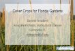Cover Crops for Florida Gardens...India used for fiber, paper • ‘Tropic Sun’ (Univ. HI) low alkaloid, can be grazed repeatedly • Erect, branching, fibrous root • Seed ½