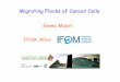Migrating Flocks of Cancer Cells Gema Malet...Mecanismos de Migración Celular Molecular Cell Biology, WH Freeman 2008 Translocation 1 4 Retracción del polo posterior Adhesión antigua