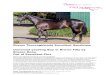 Dream Thoroughbreds Excellent Syndicate Unnamed yearling ... · Dream Thoroughbreds Excellent Syndicate Yearling Bay or Brown Filly By Brazen Beau out of Excellent Pins Page 4 of