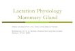 Lactation Physiology Mammary Glandrodallrich.com/physiology/MG.pdf · Mammary Gland Structure/Suspension Intermammary groove separates left and right halves of the udder Udder can