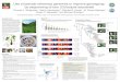 Use of pseudo-reference genomes to improve genotyping- by ... · Use of pseudo-reference genomes to improve genotyping-by-sequencing of taro (Colocasia esculenta)Thomas K. Wolfgruber1,