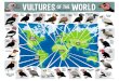 VULTURES WORLD California Condor Andean Condor Turkey … · 2017. 8. 4. · VULTURES WORLD California Condor Andean Condor Turkey Vulture Black Vulture Hooded Vulture NORTH AMERICA