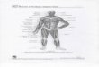 Chapter 9 Major Muscles of the Body— -Biceps …...2017/09/28  · The Human Body in Health and Illness, 3rd ed. Herlihy Chapter 9 Major Muscles of the Body —Posterior View view