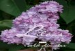 Lilacs for Cold Climates (A3825) · lilacs exist, offering a stunning range of flower colors, blooming periods, intensity of fragrance, and plant sizes. This publi-cation is intended
