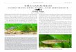 THE GOODEIDS · tains for sale about 20 of the most at-tractive and popular goodeid species, including two selectively bred species: the all-red Rainbow Characodon, and the “Trout