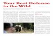 Your Best Defense in the Wild - Mace Europemace-europe.com/content/Your_Best_Defense_Bear_Mace_Article.pdf · by Dr. Stephen Herrero—whose Bear Attacks: Their Causes and Avoidance