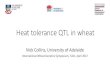 Heat tolerance QTL in wheat - IWGS 2017€¦ · Heat tolerance QTL in wheat Nick Collins, University of Adelaide International Wheat Genetics Symposium, Tulln, April 2017. Impact