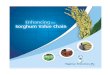 Integration Policy - NBPlc Sorghum Brochure 2014.pdf · (ICRISAT), seed producers, regional production coordinators and other partners in the sorghum value chain. The USAID/MARKETS