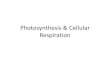 Photosynthesis & Cellular Respiration · 2019. 11. 14. · Photosynthesis generates the _____ and _____ used by the mitochondria of eukaryotes as fuel for: cellular respiration. C
